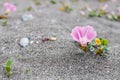 Close-up of pink bindweed flower on the sand Royalty Free Stock Photo