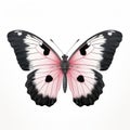 Close Up Pink And Black Butterfly On White Background