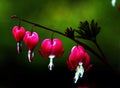 Close-up of pink bleeding hearts showing their shapes, textures, patterns, and details