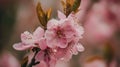 Close up of a pink bloom on tree Royalty Free Stock Photo