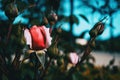 Close-up of a pink bloomed rose in a bunch full of rosebuds