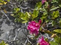 Close up of pink blooming alpenrose, Rhododendron ferrugineum, snow-rose or rusty-leaved alpenrose bush with flowers