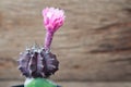 Close up of pink blooming cactus flower, Beautiful cactus flower Royalty Free Stock Photo