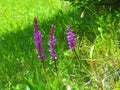 Close up of pink blooming early-purple orchid (Orchis mascula)