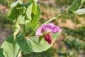 Close up of pink blooming pea flower, pisum sativum Royalty Free Stock Photo