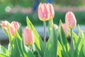 Close up of pink blooming tulips in the spring garden Royalty Free Stock Photo