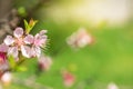 Close up of Pink Blossom Cherry Tree Branch, Sakura Flowers. Royalty Free Stock Photo