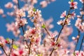 Close up of Pink Blossom Cherry Tree Branch, Sakura Flowers. Royalty Free Stock Photo