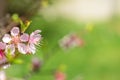 Close up of Pink Blossom Cherry Tree Branch, Sakura Flowers Royalty Free Stock Photo
