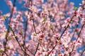 Close up of Pink Blossom Cherry Tree Branch, Sakura Flowers Royalty Free Stock Photo