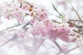 Close up of Pink Blossom Cherry Tree Branch, Sakura Flowers