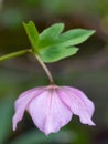 Close-up of the pink blossom of a christmas rose, Helleborus