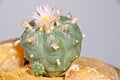 Blooming Lophophora Williamsii - Peyote cactus