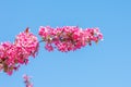 Close-up of pink blossom of malus profusion.