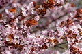Close-up of pink blossoming branches of the paradise apple tree Royalty Free Stock Photo