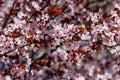 Close-up of pink blossoming branches of paradise apple tree Royalty Free Stock Photo