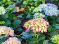 Close-up of pink and blue hydrangea Hydrangea macrophylla is blooming in a garden. Beautiful bush of hortensia flowers Royalty Free Stock Photo