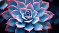 A close up of a pink and blue succulent, AI