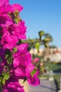 Close-up pink Bougainvillea flowers against a blurred background of palm trees and a hotel in Egypt. Summer rest Royalty Free Stock Photo