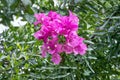 Close-up Pink Bougainvillea Flowers Royalty Free Stock Photo