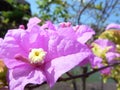 Close up of pink bougainvillea flowers in rays of sunlight Royalty Free Stock Photo