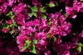 Close up of pink Bougainvillea Glabra flowers. Royalty Free Stock Photo