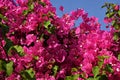 Close up of pink Bougainvillea Glabra flowers. Royalty Free Stock Photo