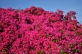 Close up of pink Bougainvillea Glabra flowers. Royalty Free Stock Photo