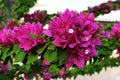 Close up of pink Bougainvillea Glabra flowers. Royalty Free Stock Photo