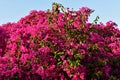 Close up of pink Bougainvillea Glabra flowers. Royalty Free Stock Photo