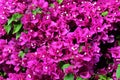 Close up of pink Bougainvillea Glabra flowers. Royalty Free Stock Photo