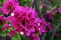 Close up of pink Bougainvillea Glabra flowers. Royalty Free Stock Photo