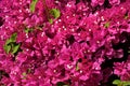 Close up of pink Bougainvillea Glabra flowers. Royalty Free Stock Photo