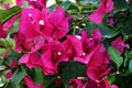 Close up of pink Bougainvillea Glabra flowers. Royalty Free Stock Photo