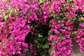 Close up of pink Bougainvillea Glabra flowers. Royalty Free Stock Photo