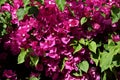 Close up of pink Bougainvillea Glabra flowers. Royalty Free Stock Photo