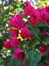 Close up of pink Bougainvillea Glabra flowers. Royalty Free Stock Photo