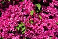 Close up of pink Bougainvillea Glabra flowers. Royalty Free Stock Photo