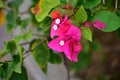 Close-up of pink Bougainvillea in street. Beautiful colorful mediterranean plant. Royalty Free Stock Photo