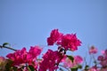 Close-up of pink Bougainvillea in street. Beautiful colorful mediterranean plant. Royalty Free Stock Photo