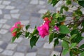 Close-up of pink Bougainvillea in street. Beautiful colorful mediterranean plant. Royalty Free Stock Photo