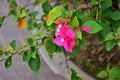 Close-up of pink Bougainvillea in street. Beautiful colorful mediterranean plant. Royalty Free Stock Photo