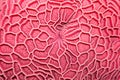 close-up of pink brain coral pattern