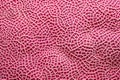 close-up of pink brain coral pattern