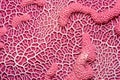 close-up of pink brain coral pattern