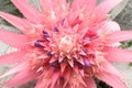 Close up Pink bromeliad flower (Aechmea fasciata, Bromeliaceae)