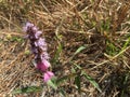 Close up pink broomrape on dry grass background Royalty Free Stock Photo