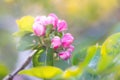 close up pink buds of blossom apple tree, nature, orchard, background Royalty Free Stock Photo