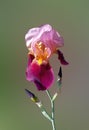 Close-up of pink - burgundy iris flower and two buds. Royalty Free Stock Photo