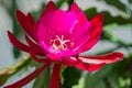 Close up of pink cactus fllower. Blooming tropical plant